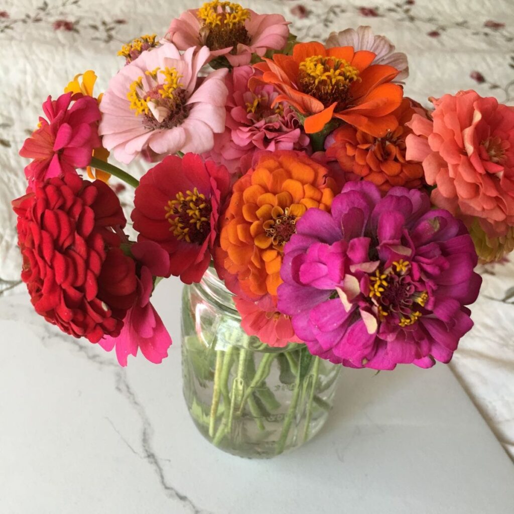 Mason jar full of Zinnias