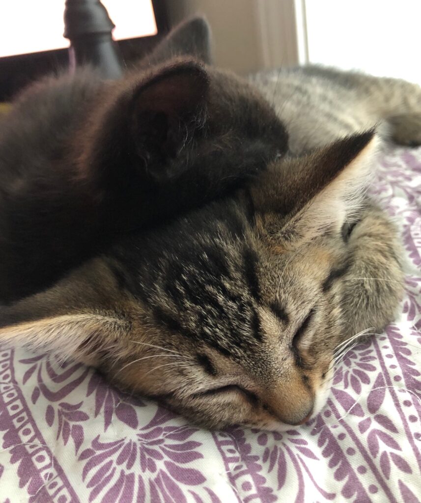 Baby tabby cat sleeping on a blanket
