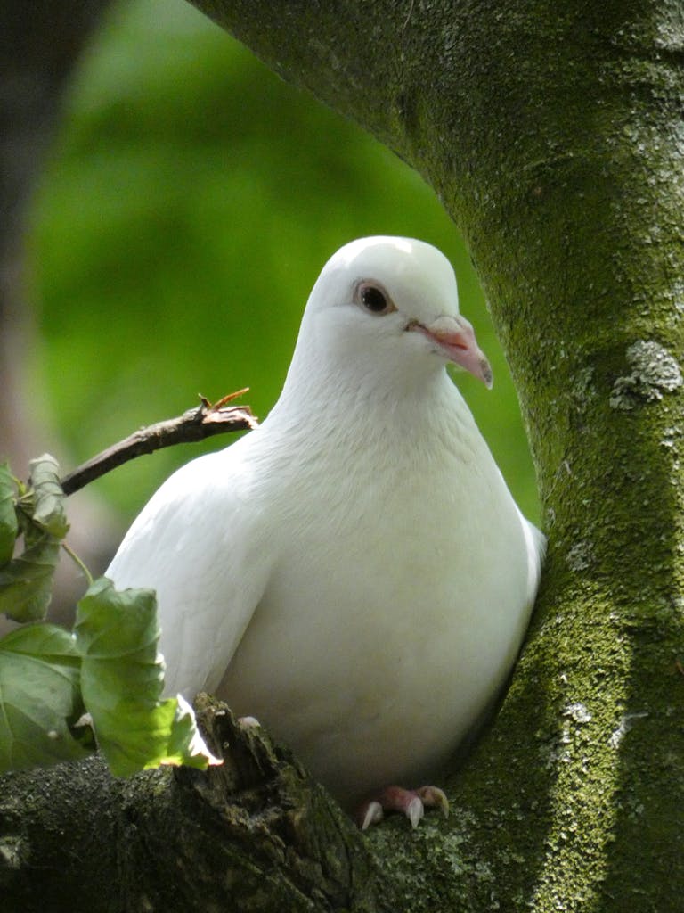 A serene white pigeon perched amidst lush green branches in natural light.